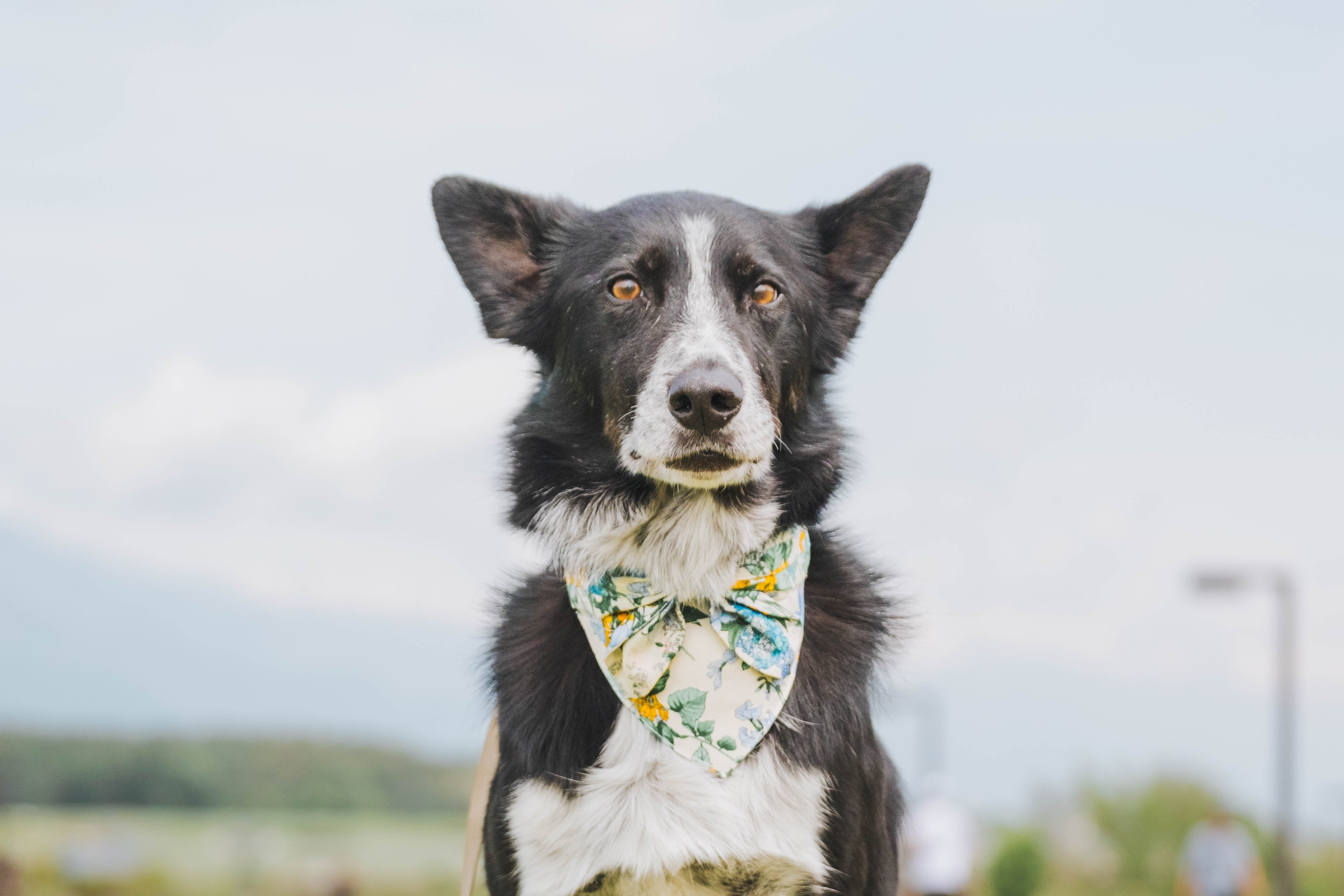 バンダナ首輪 リボンフラワー – Rowan（ローワン）公式オンライン